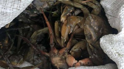 Браконьєр на Херсонщині наловив червонокнижних крабів на 6 млн гривень Браконьєр на Херсонщині наловив червонокнижних крабів на 6 млн гривень