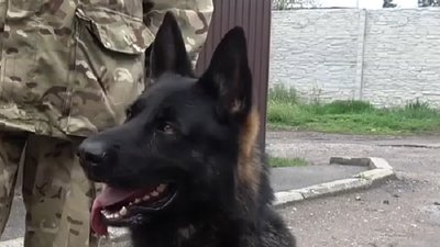 Пошуковий собака Рамзес допоміг сумським поліцейським викрити крадія