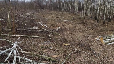 На Житомирщині понад 6 мільйонів гривень збитків завдано вирубкою дерев На Житомирщині понад 6 мільйонів гривень збитків завдано вирубкою дерев