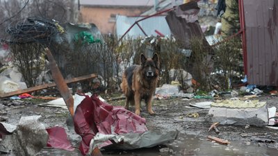 Собака чекає господарів на місці влучання у Харкові