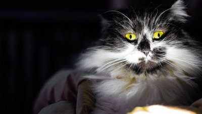 Кіт поруч із ліхтариком