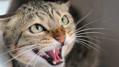 Сказ у кота