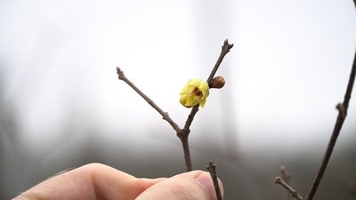 Підсніжник, крокус, гамамеліс та хімонант: у лютому у Дніпрі розквітли деякі рослини Підсніжник, крокус, гамамеліс та хімонант: у лютому у Дніпрі розквітли деякі рослини