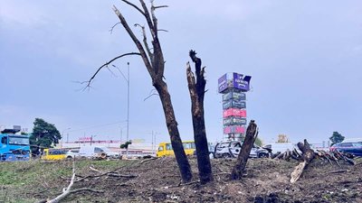 Обгорілі дерева у парку «Кіото» внаслідок атаки РФ