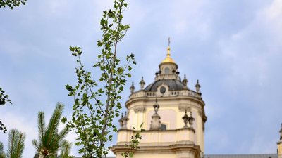 Тюльпанове дерево на пл. св. Юра