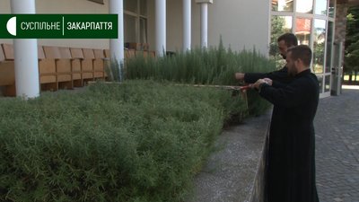 П’ятий день збирають розмарин семінаристи Ужгородської греко-католицької академії П’ятий день збирають розмарин семінаристи Ужгородської греко-католицької академії