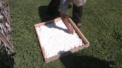 Як у гуцульському селі на Івано-Франківщині варять сіль Як у гуцульському селі на Івано-Франківщині варять сіль
