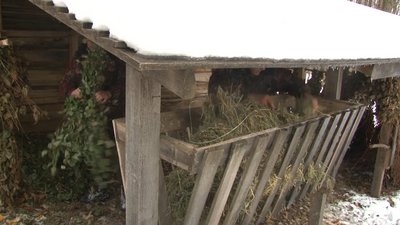 їжа для тваринок їжа для тваринок