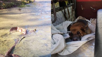 На Львівщині надзвичайники витягли з озера собаку