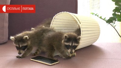 Маленькі єноти