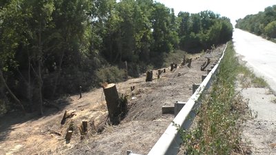 Біля траси Харків – Сімферополь у Запоріжжі вирубали дерева. Посадовці кажуть, що планово