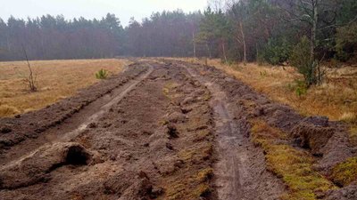 У нацпарку на Волині розповіли про наслідки пожежі У нацпарку на Волині розповіли про наслідки пожежі