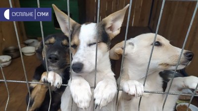 У Сумах влаштують виставку-фестиваль, аби знайти дім безпритульним тваринам У Сумах влаштують виставку-фестиваль, аби знайти дім безпритульним тваринам