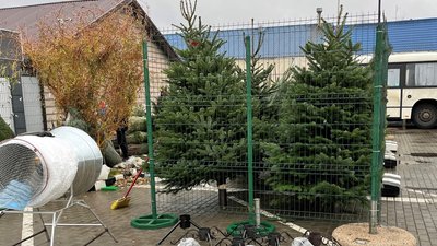 В Ужгороді визначили 9 місць для продажу ялинок В Ужгороді визначили 9 місць для продажу ялинок