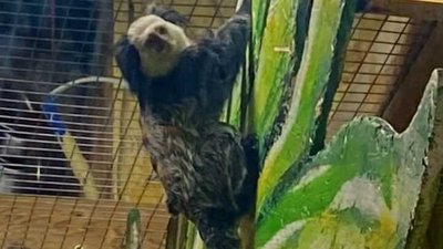 UAnimals звернулись у поліцію через умови для тварин у контактному зоопарку Звірополіс