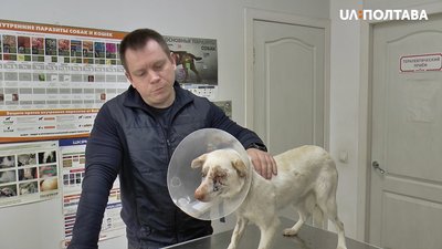 Собака Блонда після операції Собака Блонда після операції