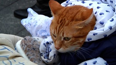 Перший соціалізований кіт в Україні: житомирський кіт Міккі потрапив до Книги рекордів Перший соціалізований кіт в Україні: житомирський кіт Міккі потрапив до Книги рекордів