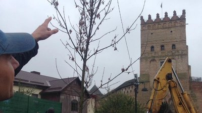 На місці старого - у Луцьку посадили новий "Лесин ясен" На місці старого - у Луцьку посадили новий "Лесин ясен"