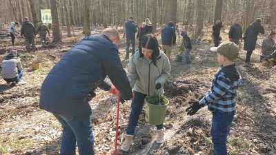 Дуби та сосни: на Волині переселенці з лісівниками засадили п'ять гектарів лісу Дуби та сосни: на Волині переселенці з лісівниками засадили п'ять гектарів лісу