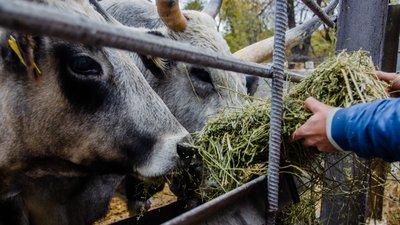 Одеський зоопарк готується до зими Одеський зоопарк готується до зими