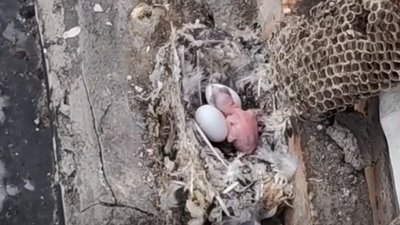Пташеня, серпокрильці