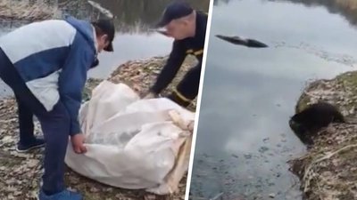 Харківські рятувальники випустили у ставок наляканого бобра, який ховався у пожежному депо Харківські рятувальники випустили у ставок наляканого бобра, який ховався у пожежному депо