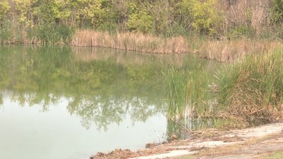 Вода зеленіє у ставку