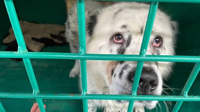 Підсумки 2023 року. У Миколаєві понад 700 безпритульних тварин знайшли новий дім Підсумки 2023 року. У Миколаєві понад 700 безпритульних тварин знайшли новий дім