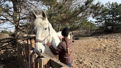 реабілітація, іпотерапія, бійці