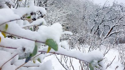 Кліматична характеристика січня: яку погоду прогнозують синоптики на Кіровоградщині