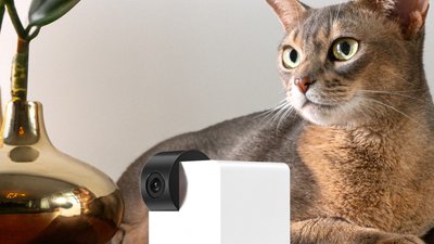 З натяками на Малевича та Лисенка: українська компанія Petcube випустила нову камеру для тварин