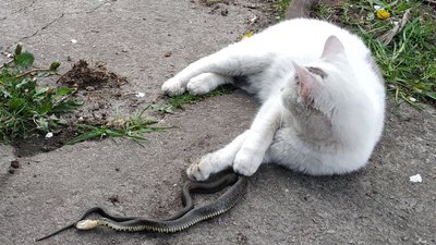 На Житомирщині прокинулися вужі: як відрізняти від змій та чи несуть загрозу На Житомирщині прокинулися вужі: як відрізняти від змій та чи несуть загрозу