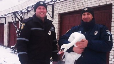 Поліцейські з Шепетівки з врятованим лебедем. Листопад, 2023 рік