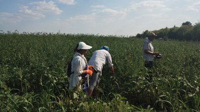 У Кропивницькому протягом місяця втричі подешевшали баклажани. Що вплинуло на ціну