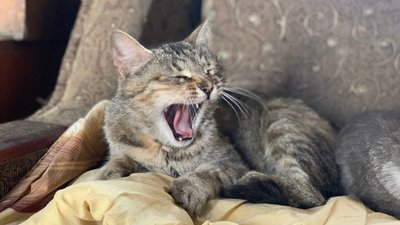 На Буковині прихистили понад сотню собак та котів, яких врятували із Херсона На Буковині прихистили понад сотню собак та котів, яких врятували із Херсона