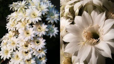 46 квіток на кактусі. Франківець поділився секретами догляду