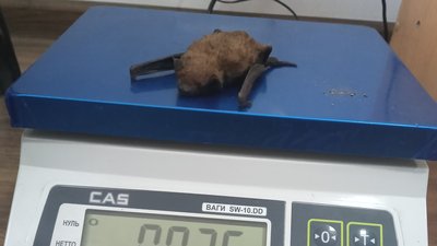 На Тернопільщині врятували кажанів