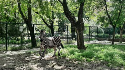 У Миколаївському зоопарку поповнення: народилося зебреня
