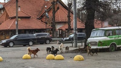 безпритульні псяки безпритульні псяки
