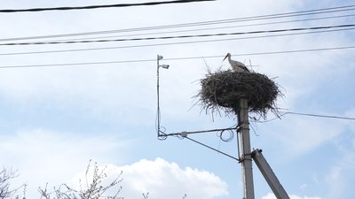 На Полтавщині лелека Одарка відклала останнє яйце цього сезону: коли очікувати пташенят