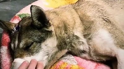 На Львівщині підлітків підозрюють у жорстокому поводженні з собакою На Львівщині підлітків підозрюють у жорстокому поводженні з собакою
