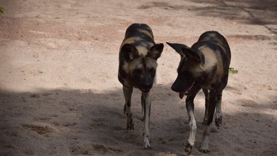 В Одеському зоопарку з'явилася самка гієнового собаки