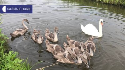"Популяція лебедів відновлюється" - на Сумщині люди наглядають за парою лебедів і їх пташенятами