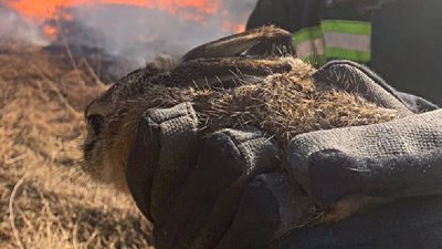 Рятувальники Львівщини під час гасіння сухої трави врятували зайченя