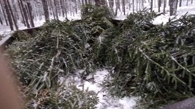 На Волині затримали чоловіка за зрубані 32 новорічні сосни