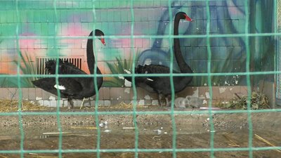 За час карантину у Миколаївському зоопарку з’явились на світ нові мешканці За час карантину у Миколаївському зоопарку з’явились на світ нові мешканці