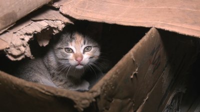 Кошенята відділ поліції Курахове Донецька область Кошенята відділ поліції Курахове Донецька область