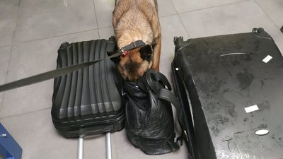 Собака Фіфа Собака Фіфа