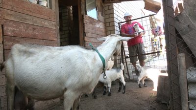 "Любить у шкоду встряти": у Харкові коза впала в п'ятиметрову яму з відходами "Любить у шкоду встряти": у Харкові коза впала в п'ятиметрову яму з відходами