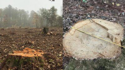 640 пнів: у нацпарку на Волині екологи виявили незаконну рубку дерев 640 пнів: у нацпарку на Волині екологи виявили незаконну рубку дерев